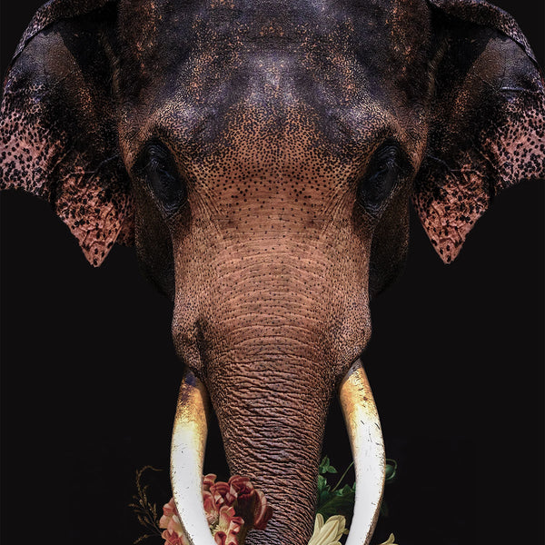 Asian Elephant - Artistic Lab