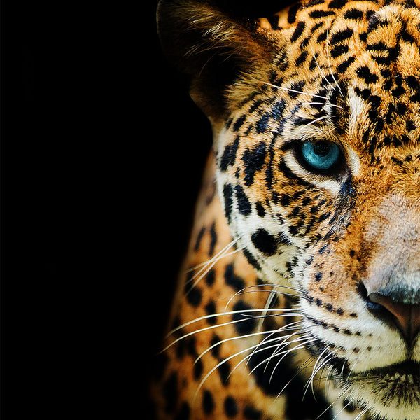 Blue Eyes Leopard - Artistic Lab