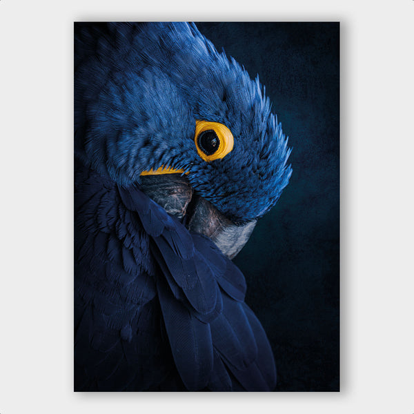 Blue Parrot - Artistic Lab