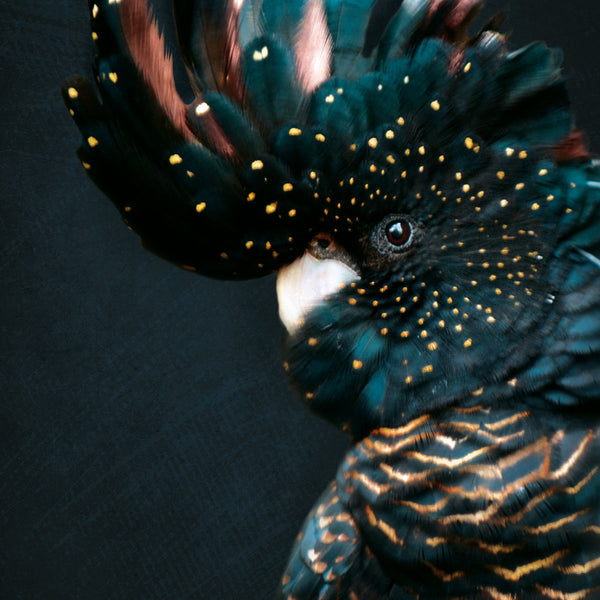 Cockatoo ² - Artistic Lab