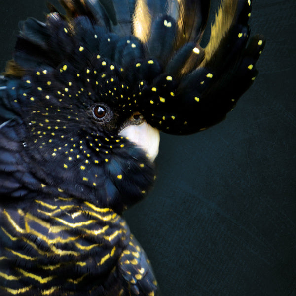 Cockatoo ³ - Artistic Lab