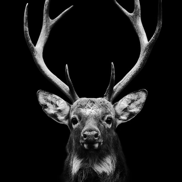 Dark Deer - Artistic Lab