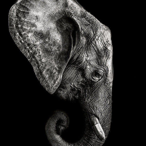 Dark Elephant ² - Artistic Lab