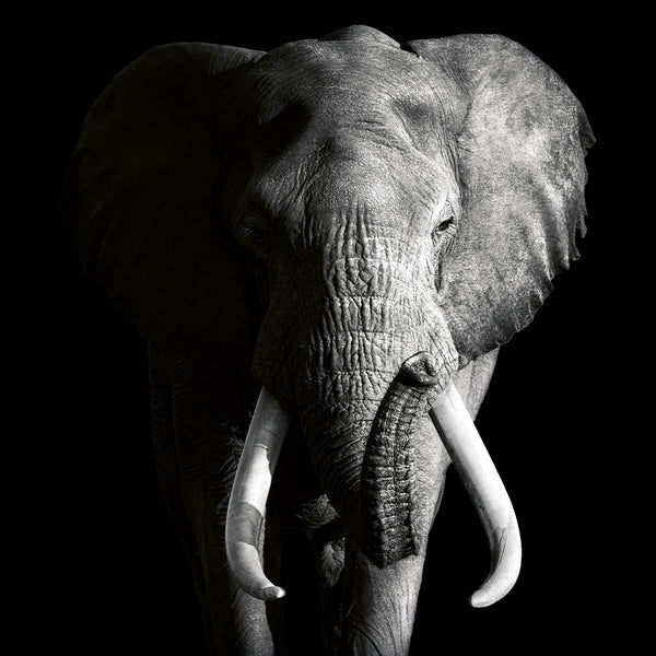 Dark Elephant ³ - Artistic Lab