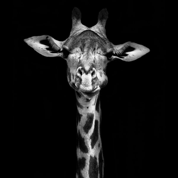 Dark Giraffe - Artistic Lab