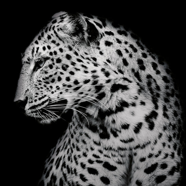 Dark Leopard - Artistic Lab