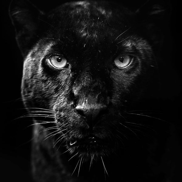 Dark Panther - Artistic Lab