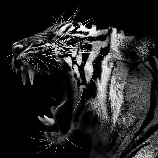 Dark Tiger Roar - Artistic Lab