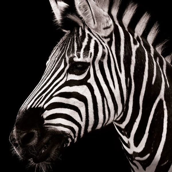Dark Zebra - Artistic Lab