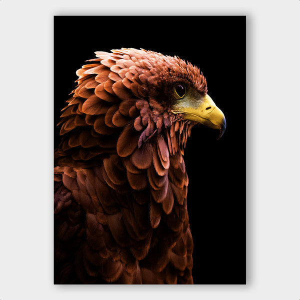 Eagle - Artistic Lab