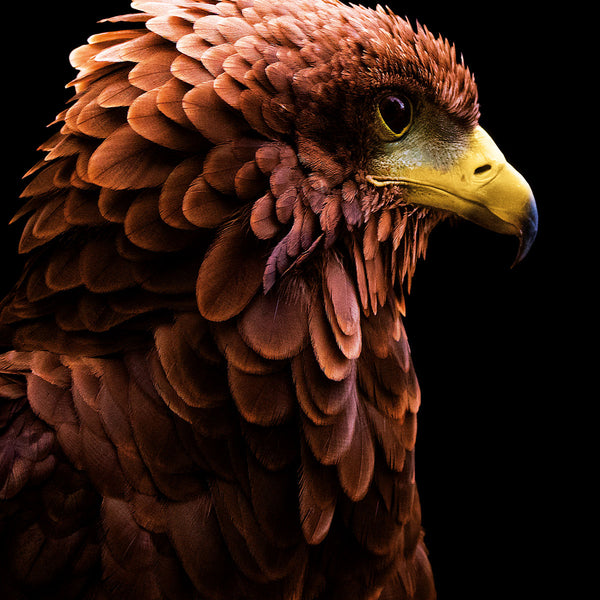 Eagle - Artistic Lab