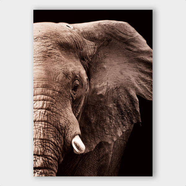 Elephant - Artistic Lab