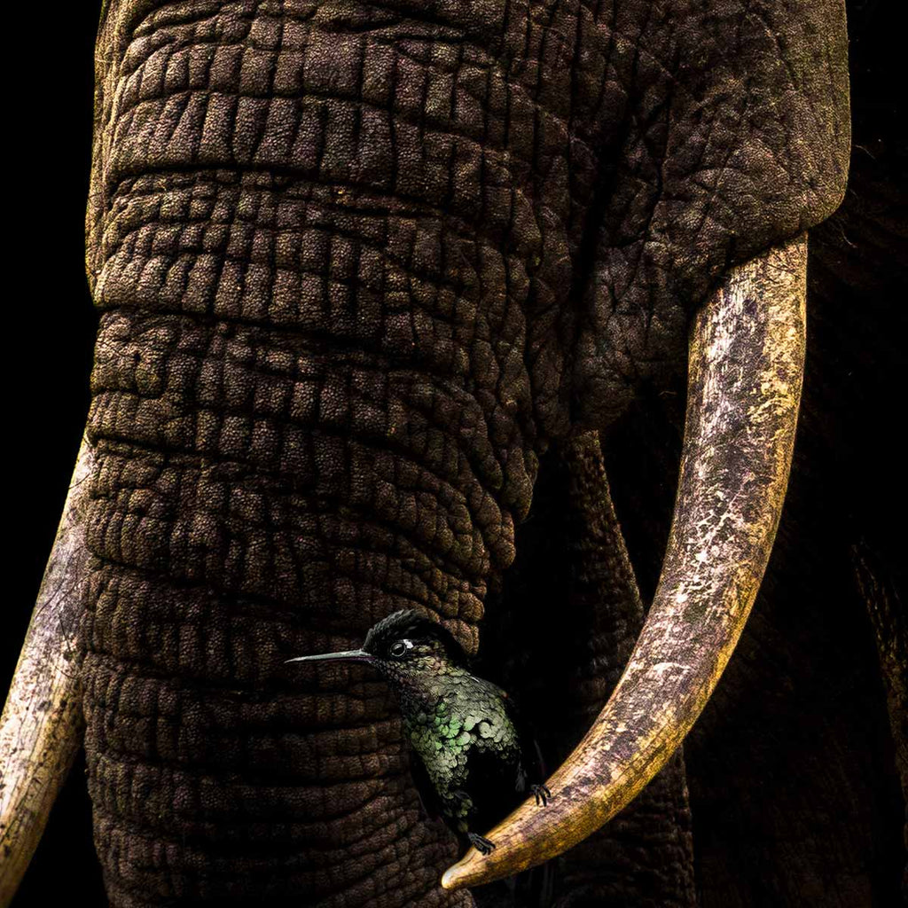 Elephant and Hummingbirds - Poster - Artistic Lab