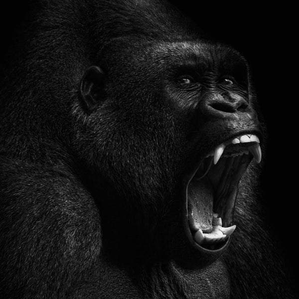 Gorilla Roar - Artistic Lab