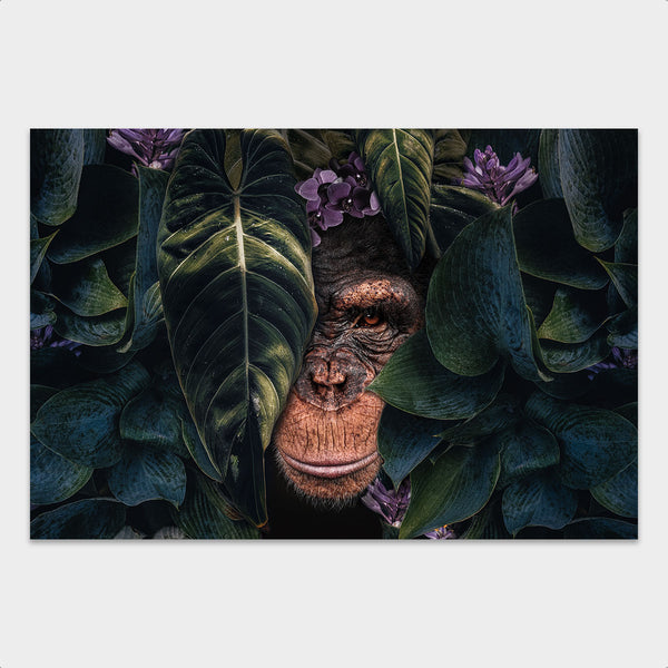 Jungle Chimpanzee behang