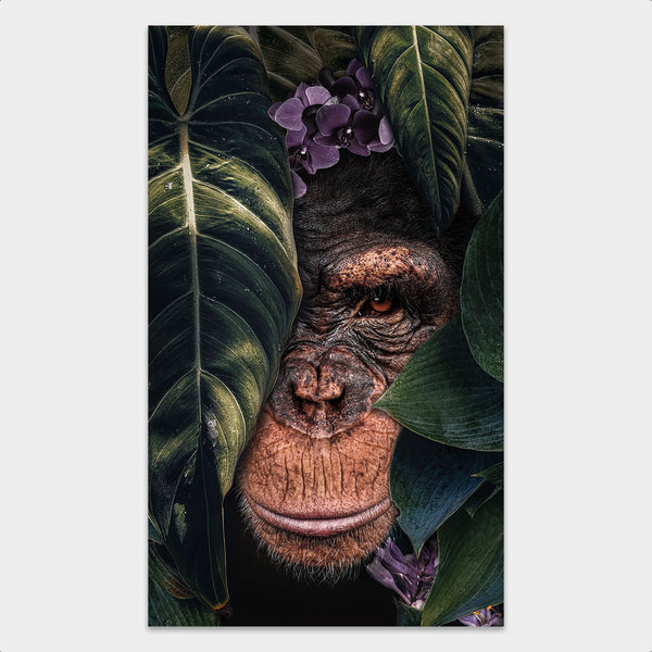 Jungle Chimpanzee behang