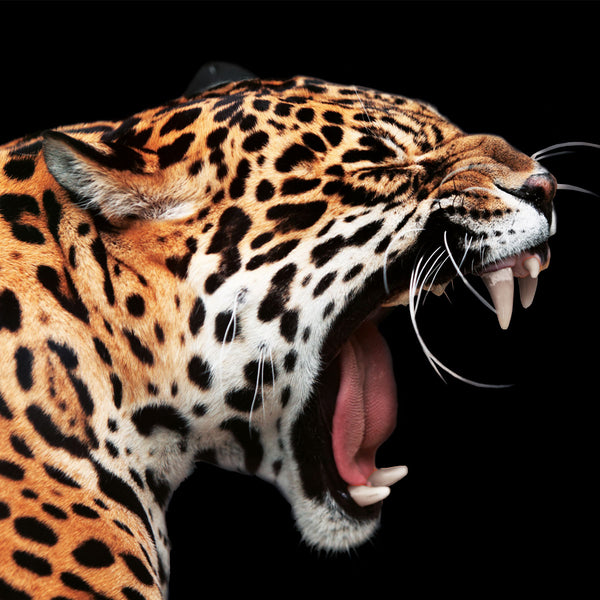 Leopard Roar - Artistic Lab