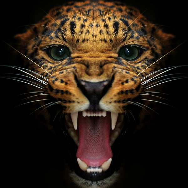 Leopard Roar ² - Artistic Lab