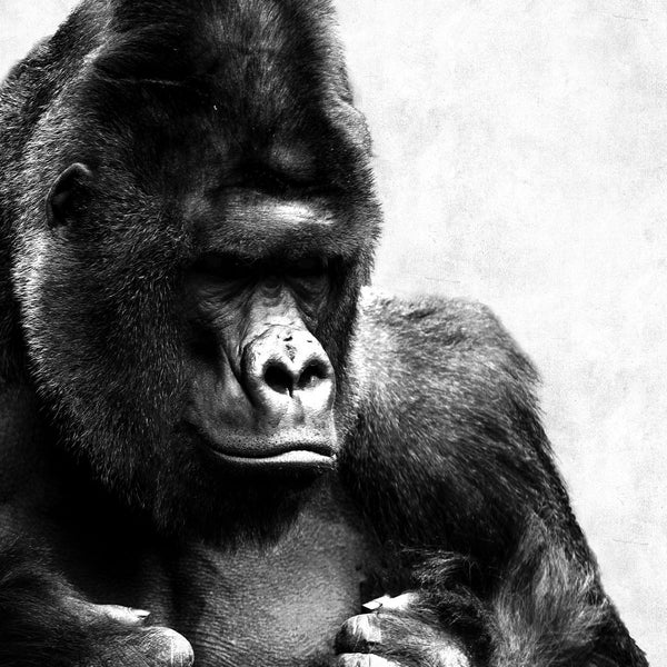Light Gorilla - Artistic Lab