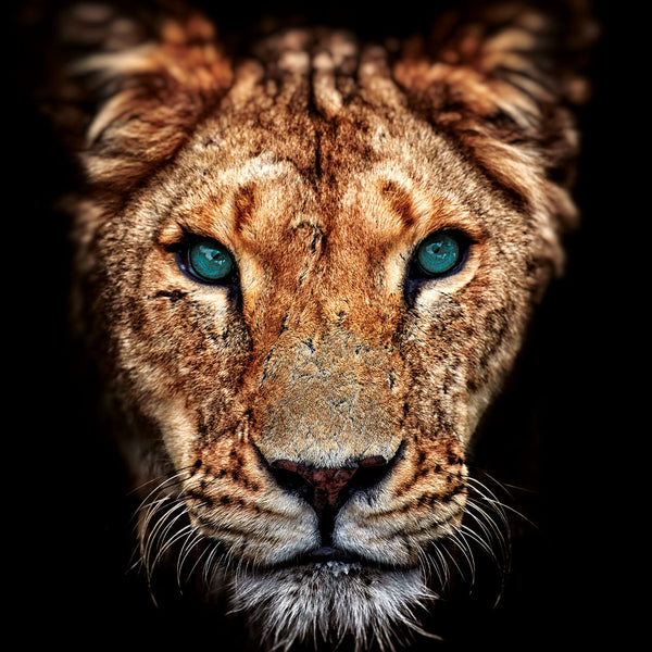 Lioness - Artistic Lab