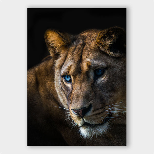 Lioness ² - Artistic Lab