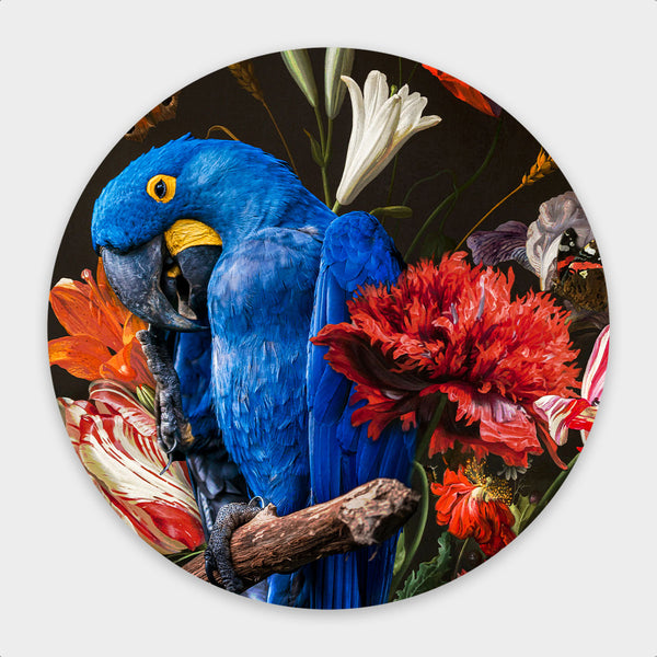 Macaw Parrot Round
