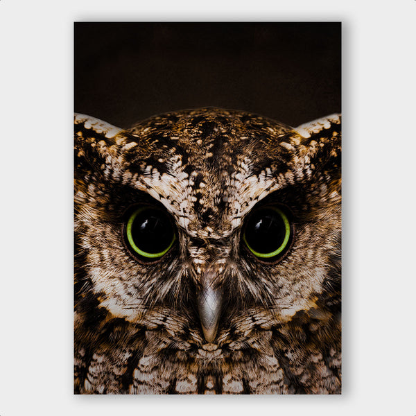Owl - Artistic Lab