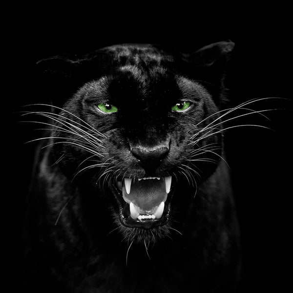 Panther Roar - Artistic Lab