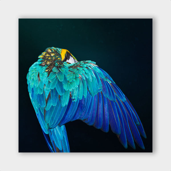 Parrot Wings - Artistic Lab
