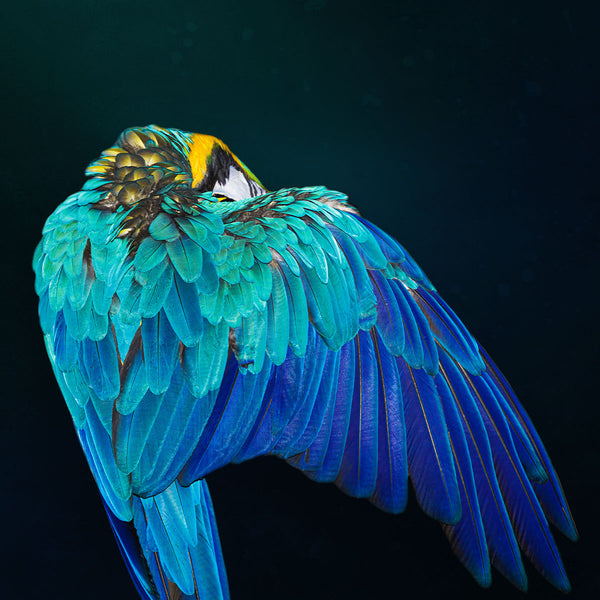 Parrot Wings - Artistic Lab