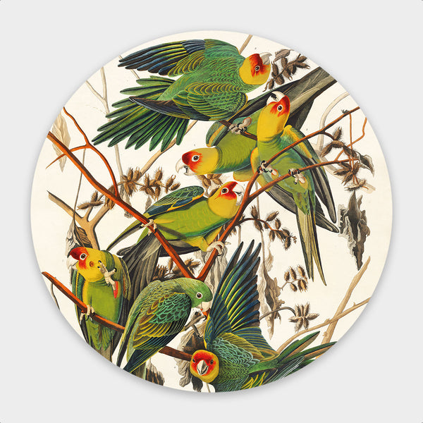 Carolina Parrot Round