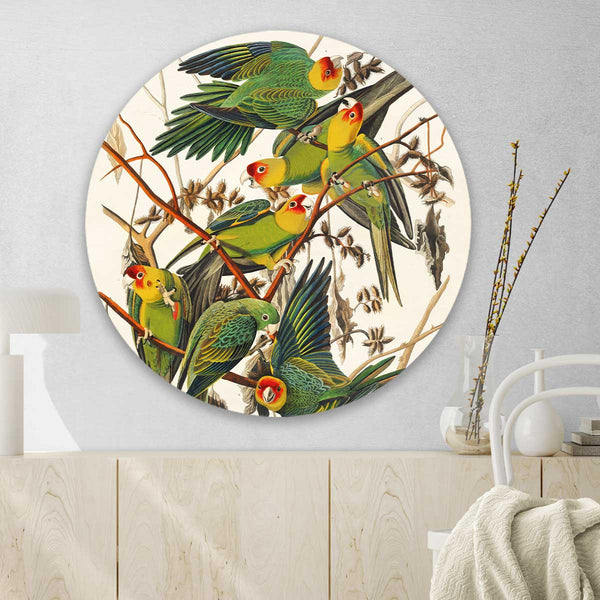 Carolina Parrot Round