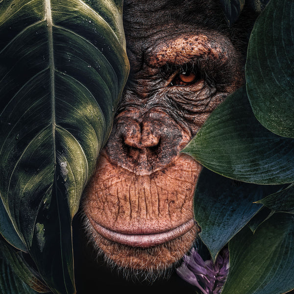 Jungle Chimpanzee LS