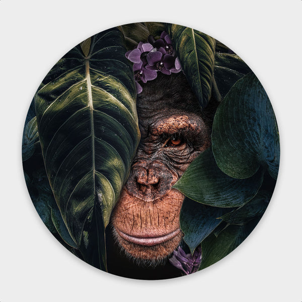 Jungle Chimpanzee Round