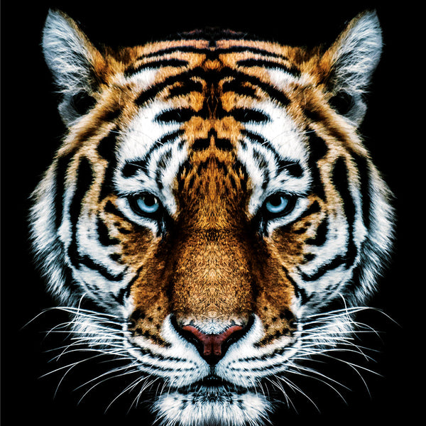 Tiger ² - Artistic Lab