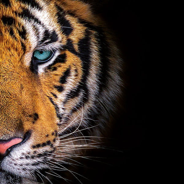 Blue Eyes Tiger - Artistic Lab