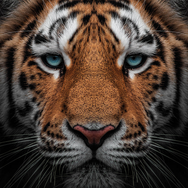 Tiger Close-up - Artistic Lab