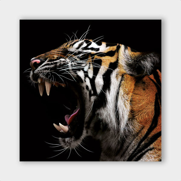 Tiger Roar - Artistic Lab