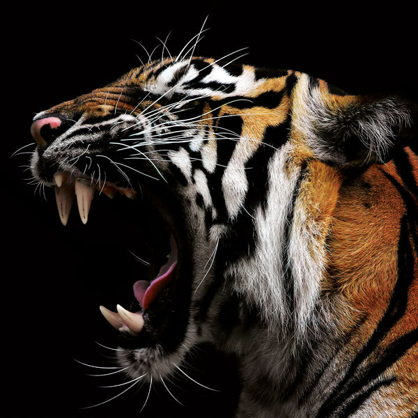 Tiger Roar - Artistic Lab