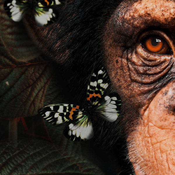 Tropical Chimpanzee